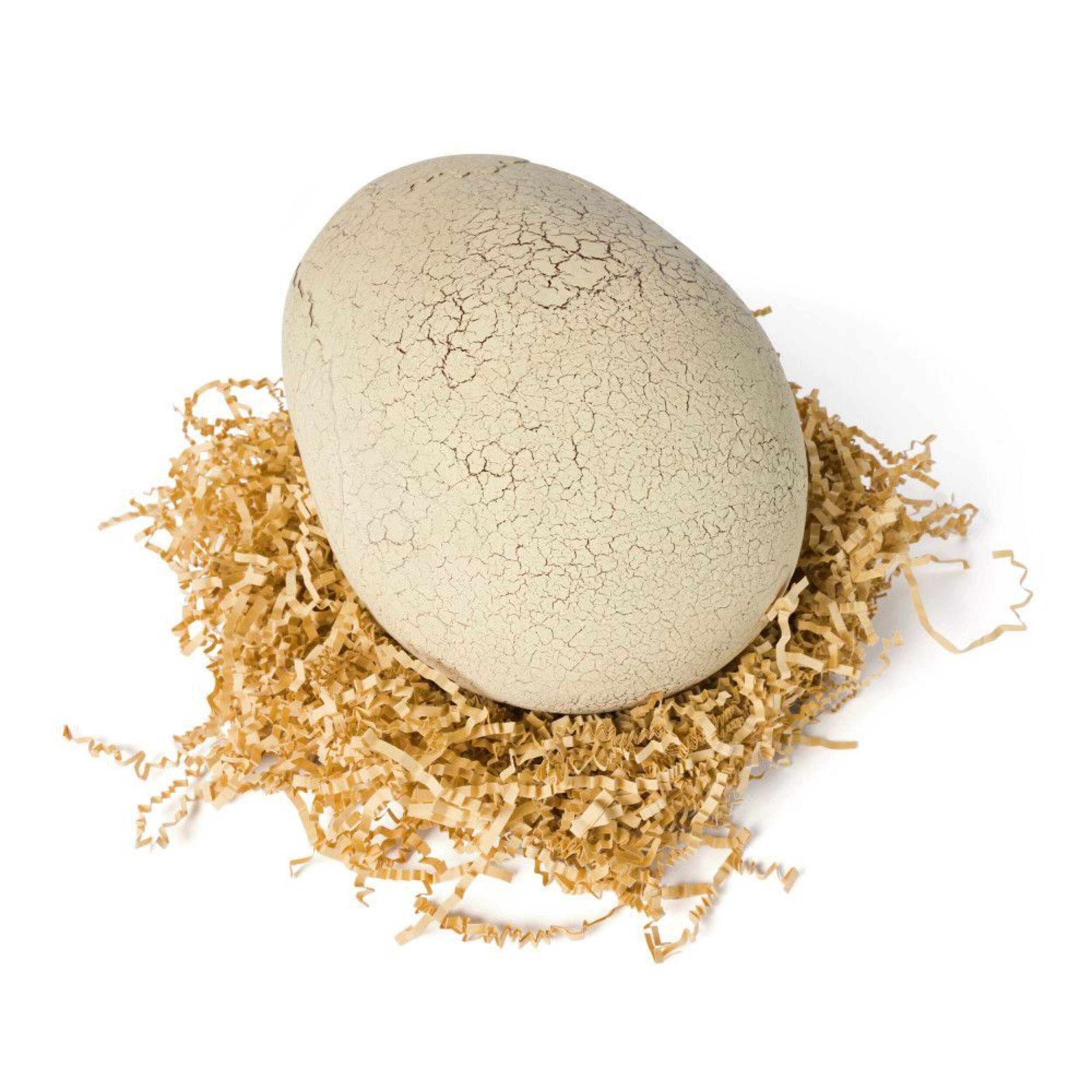 Noël & Co. Hatching Dinosaur
